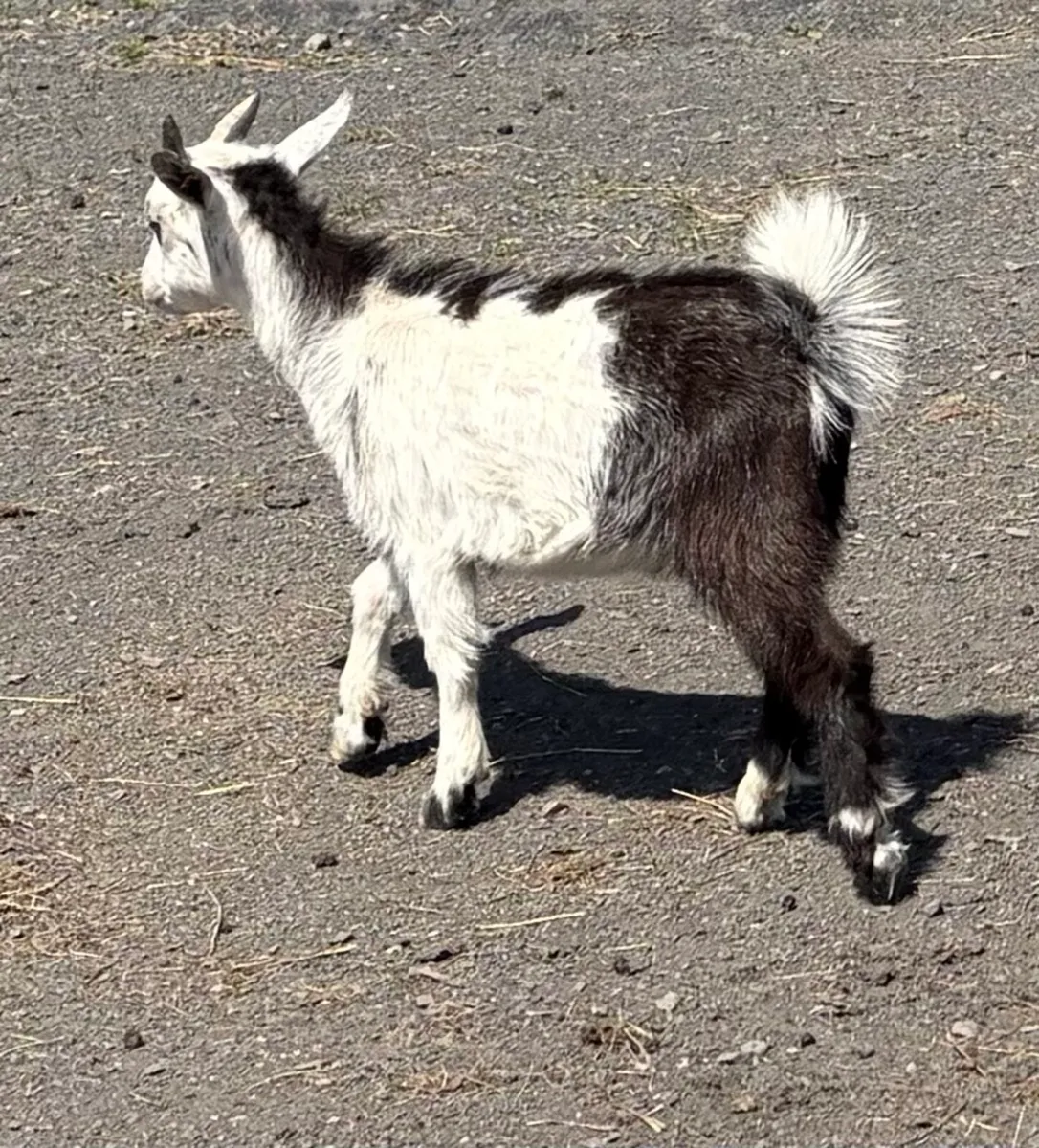 Pigmy castrated kid goat ( wether) - Image 2