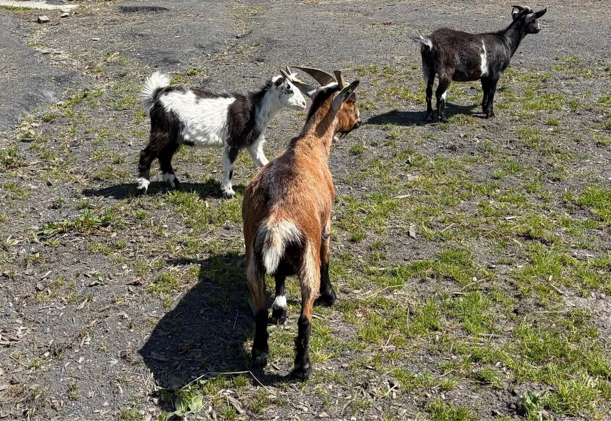 Pigmy castrated kid goat ( wether) - Image 3