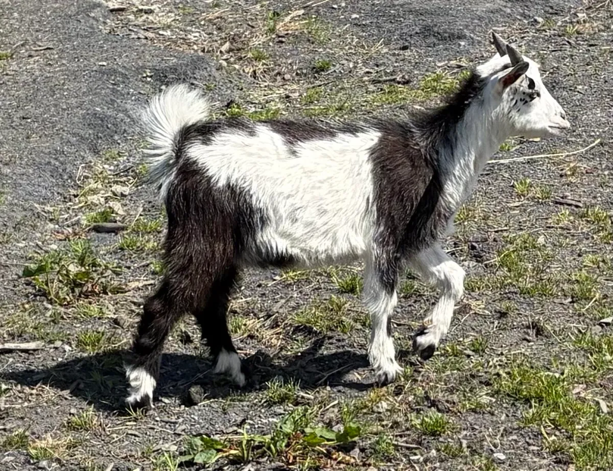 Pigmy castrated kid goat ( wether) - Image 4