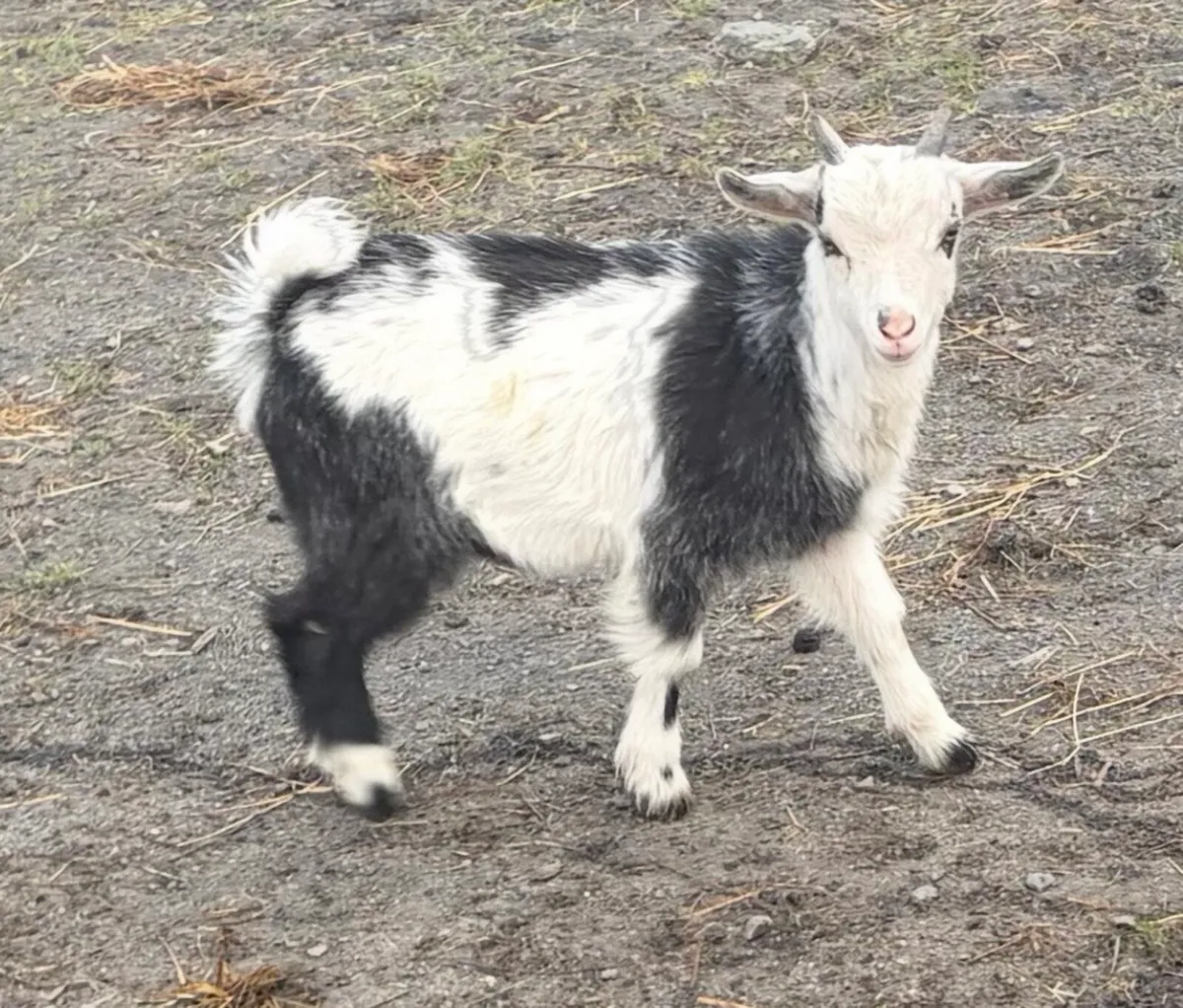 Pigmy castrated kid goat ( wether) - Image 1