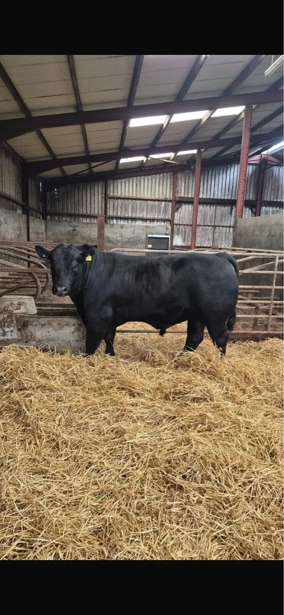 Aberdeen Angus Bull - Image 1