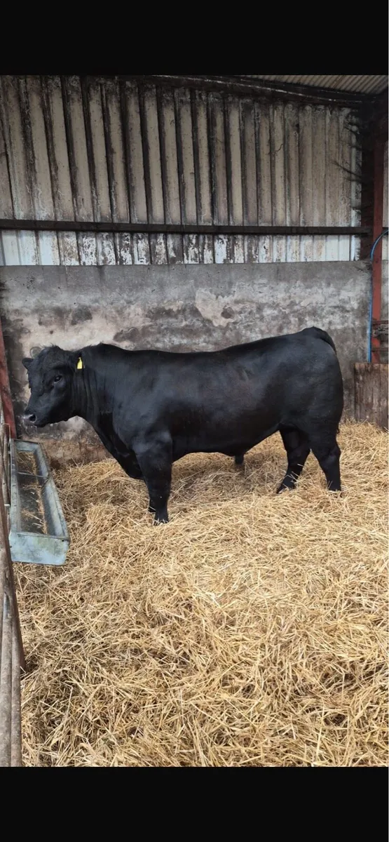 Aberdeen Angus Bull - Image 2