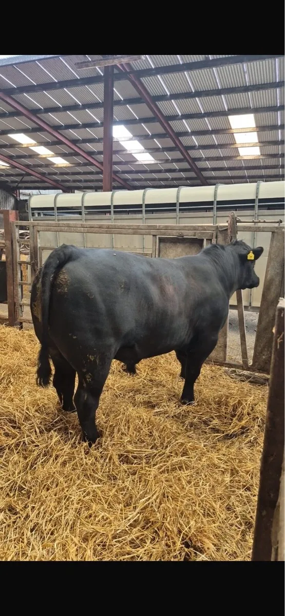 Aberdeen Angus Bull - Image 3