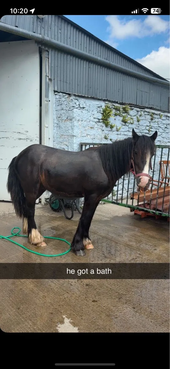 3 Year Old Gelding - Image 4