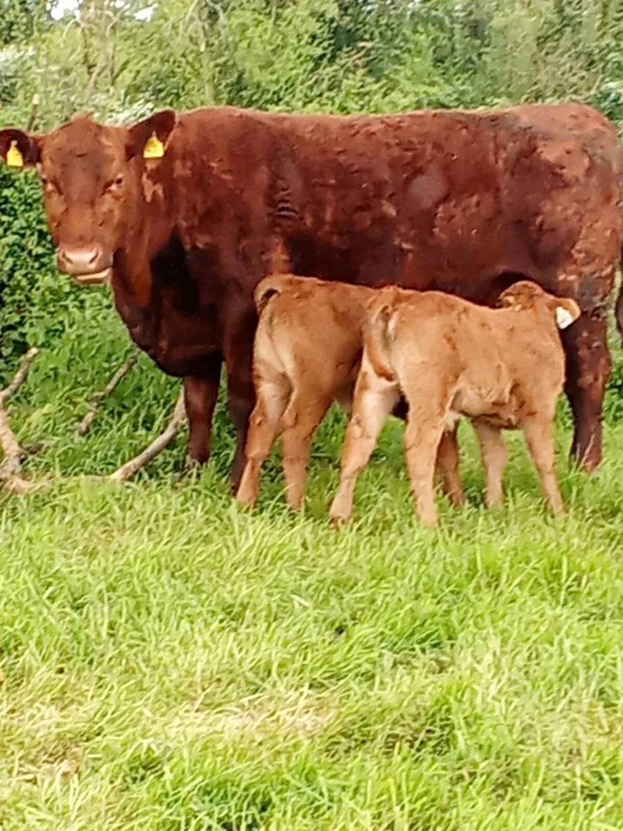 PBR Red Angus - Image 1