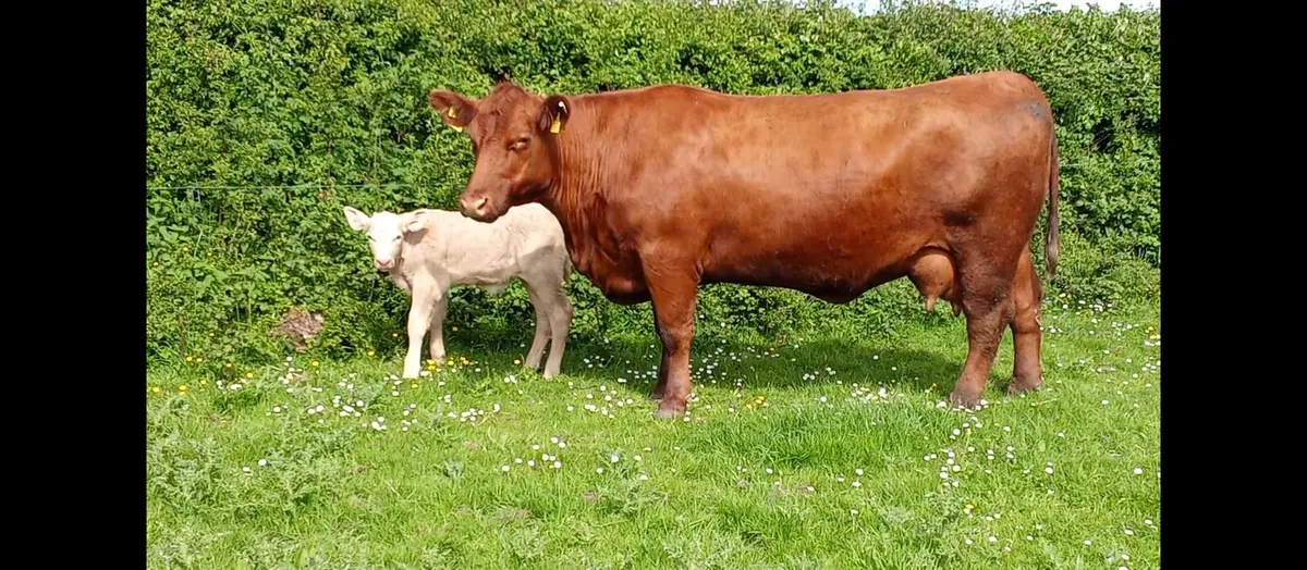 PBR Red Angus - Image 2