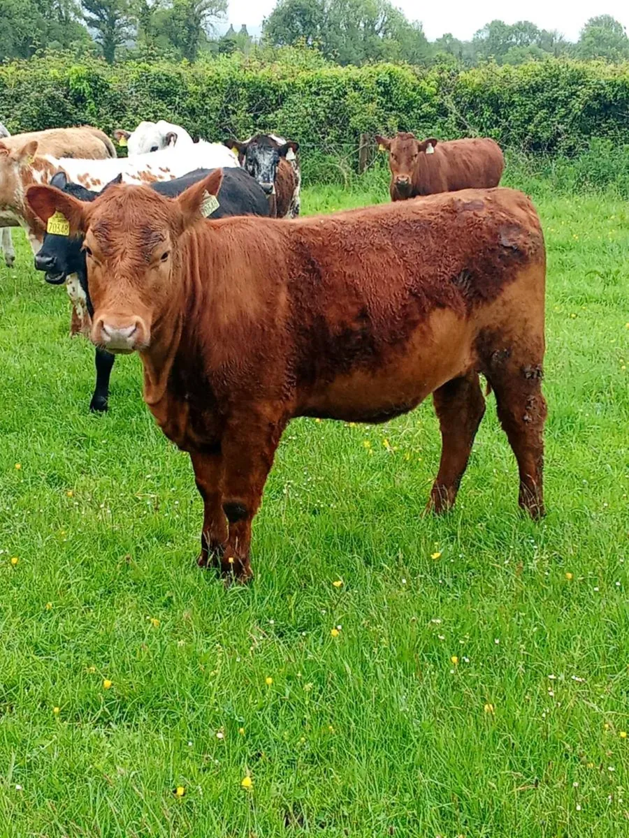 PBR Red Angus - Image 3