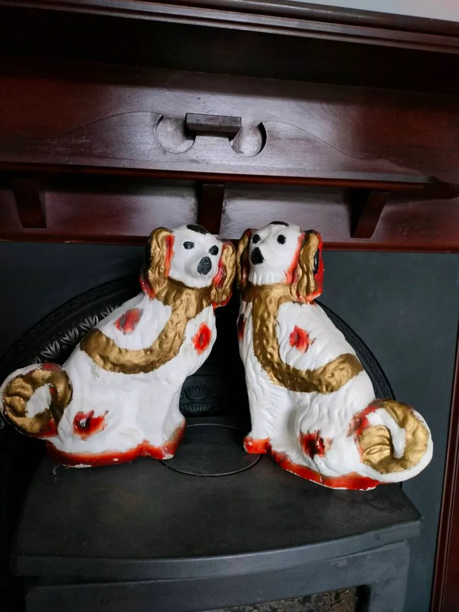 Spaniel Dogs - Image 1