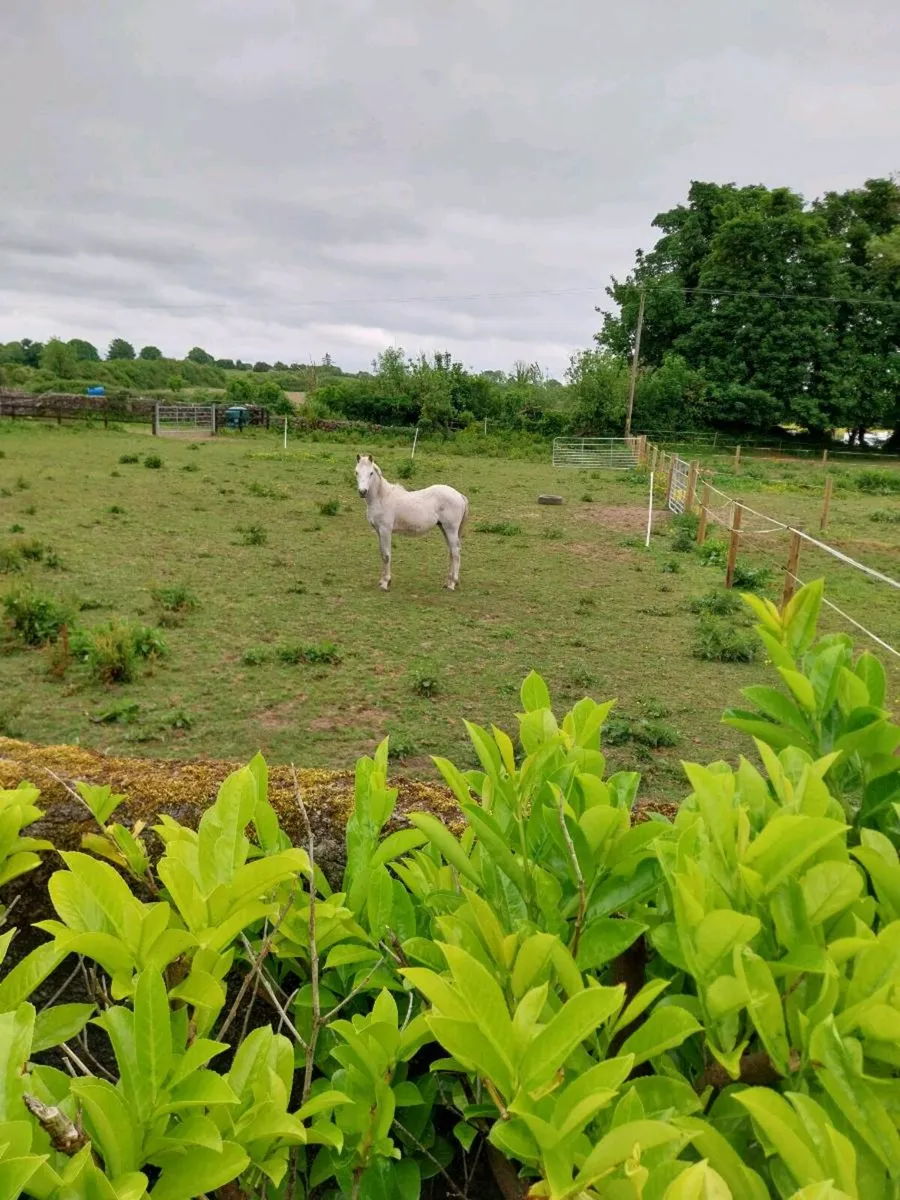 Connemara colt - Image 2