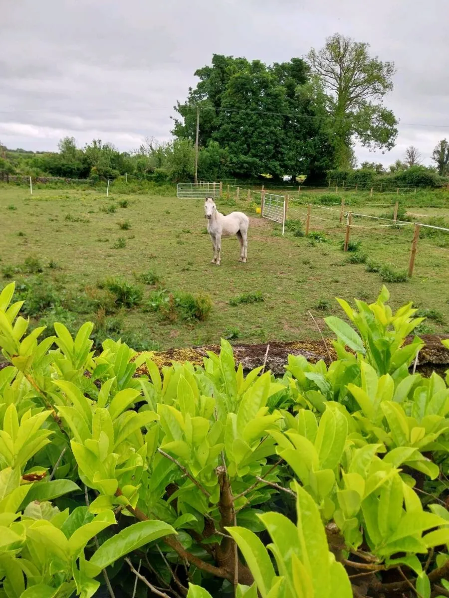 Connemara colt - Image 3