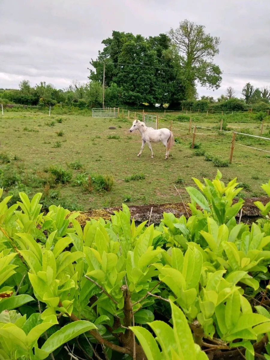 Connemara colt - Image 4