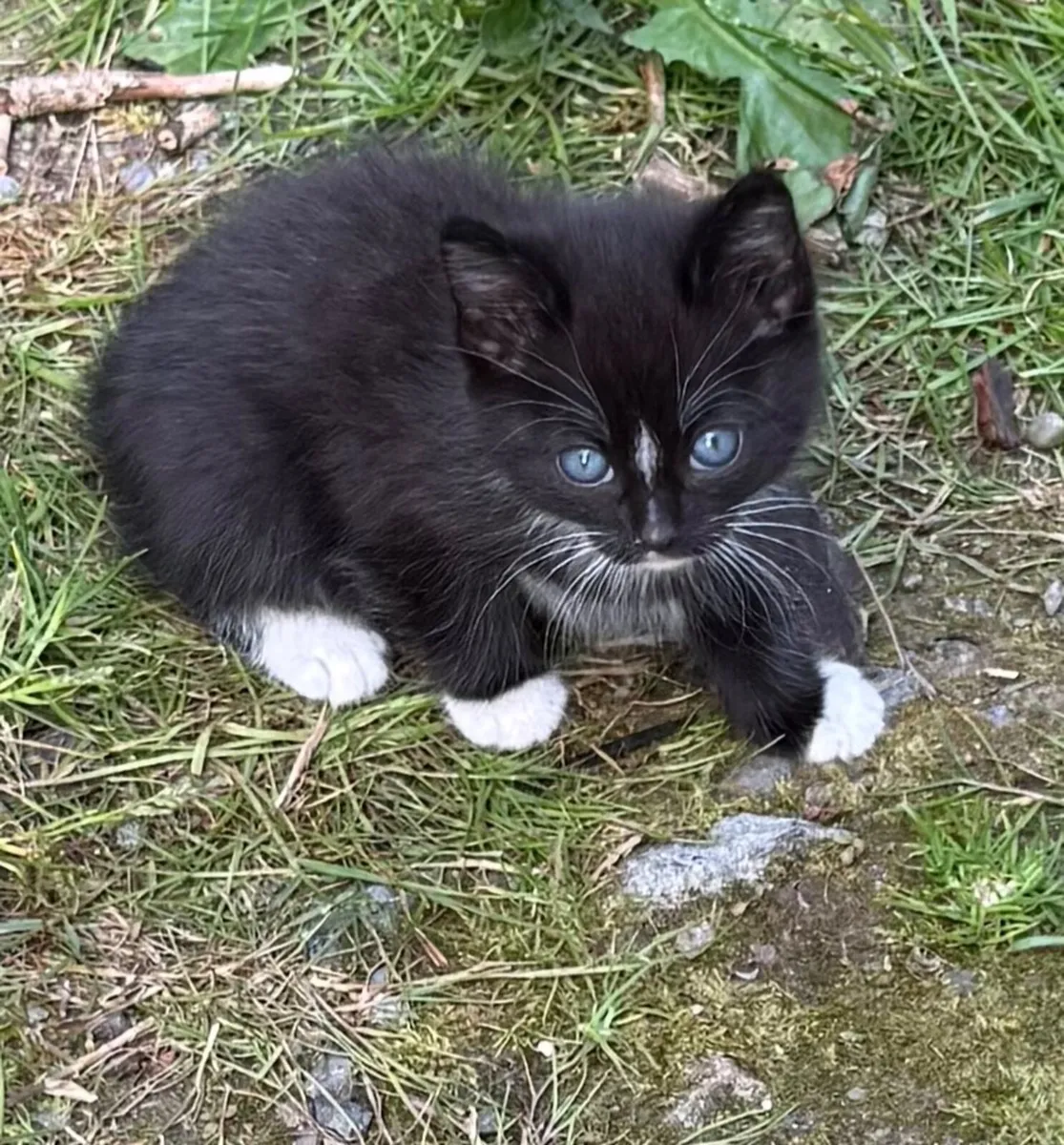 Kittens - Image 2
