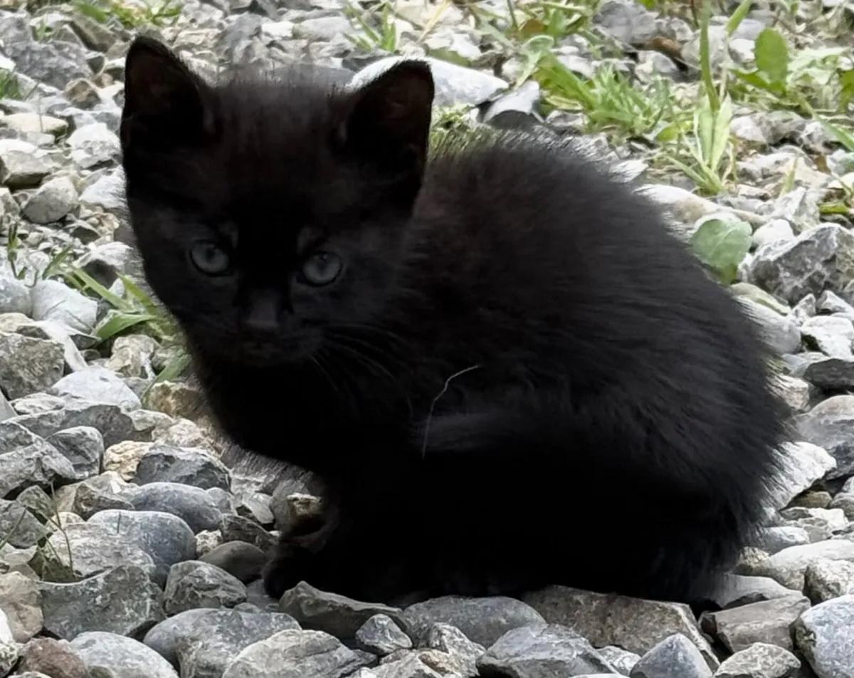 Kittens - Image 3