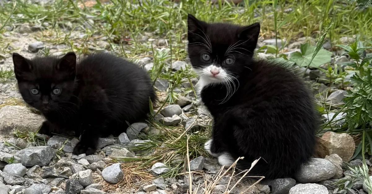 Kittens - Image 1