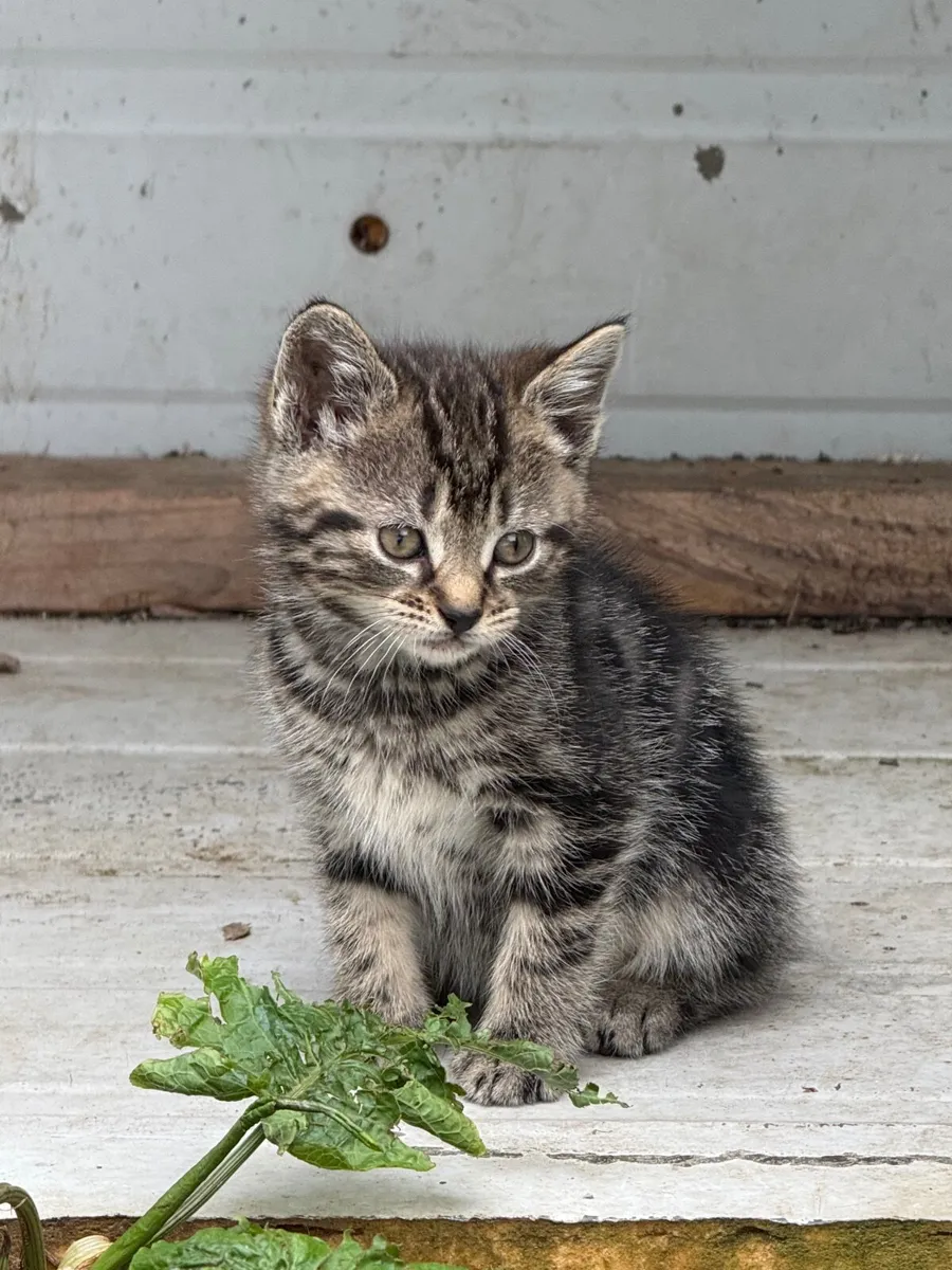 Kittens - Image 4