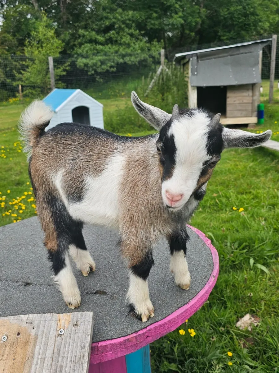 Pygmy Goat Kid - Image 3