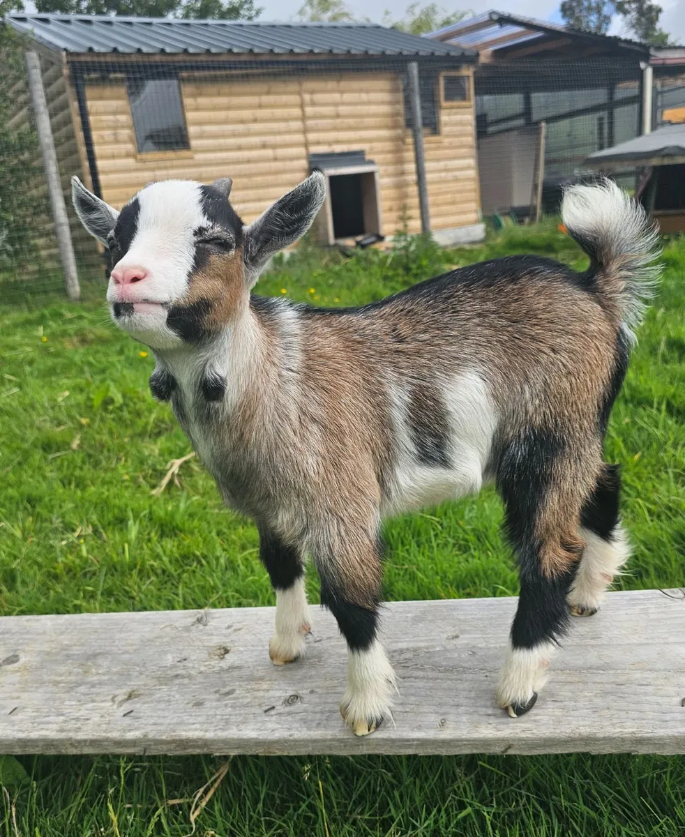 Pygmy Goat Kid - Image 2
