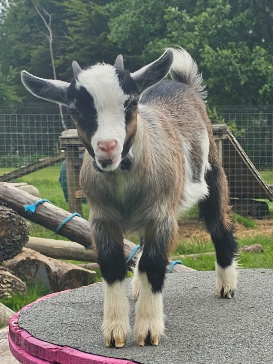 Pygmy Goat Kid - Image 4