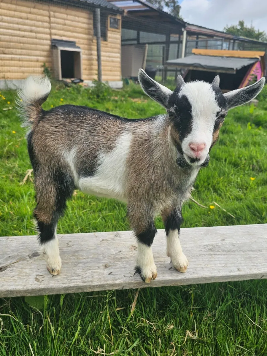 Pygmy Goat Kid - Image 1