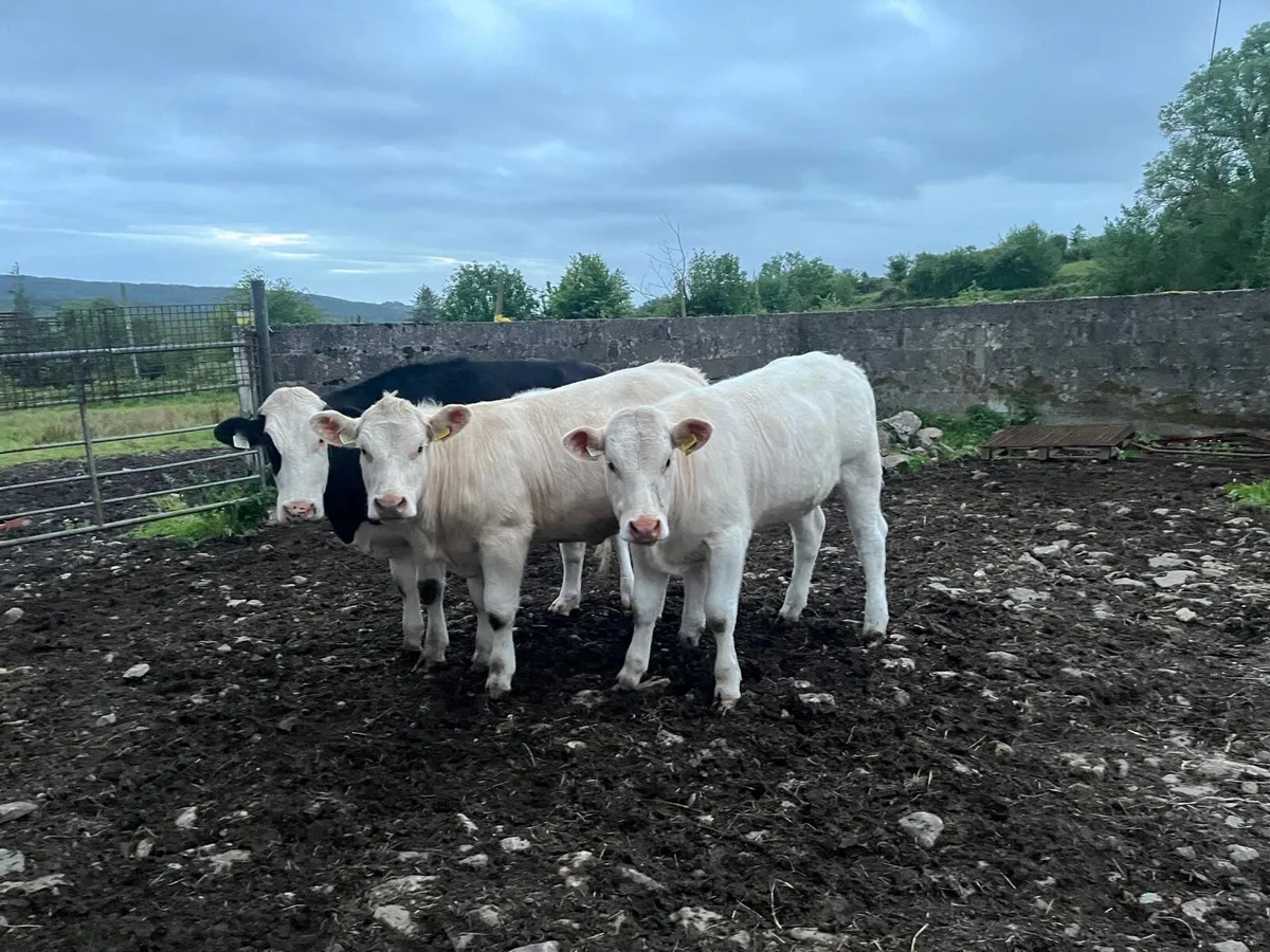 PB Reg Charolais heifers - Image 1