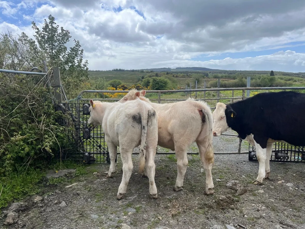 PB Reg Charolais heifers - Image 2