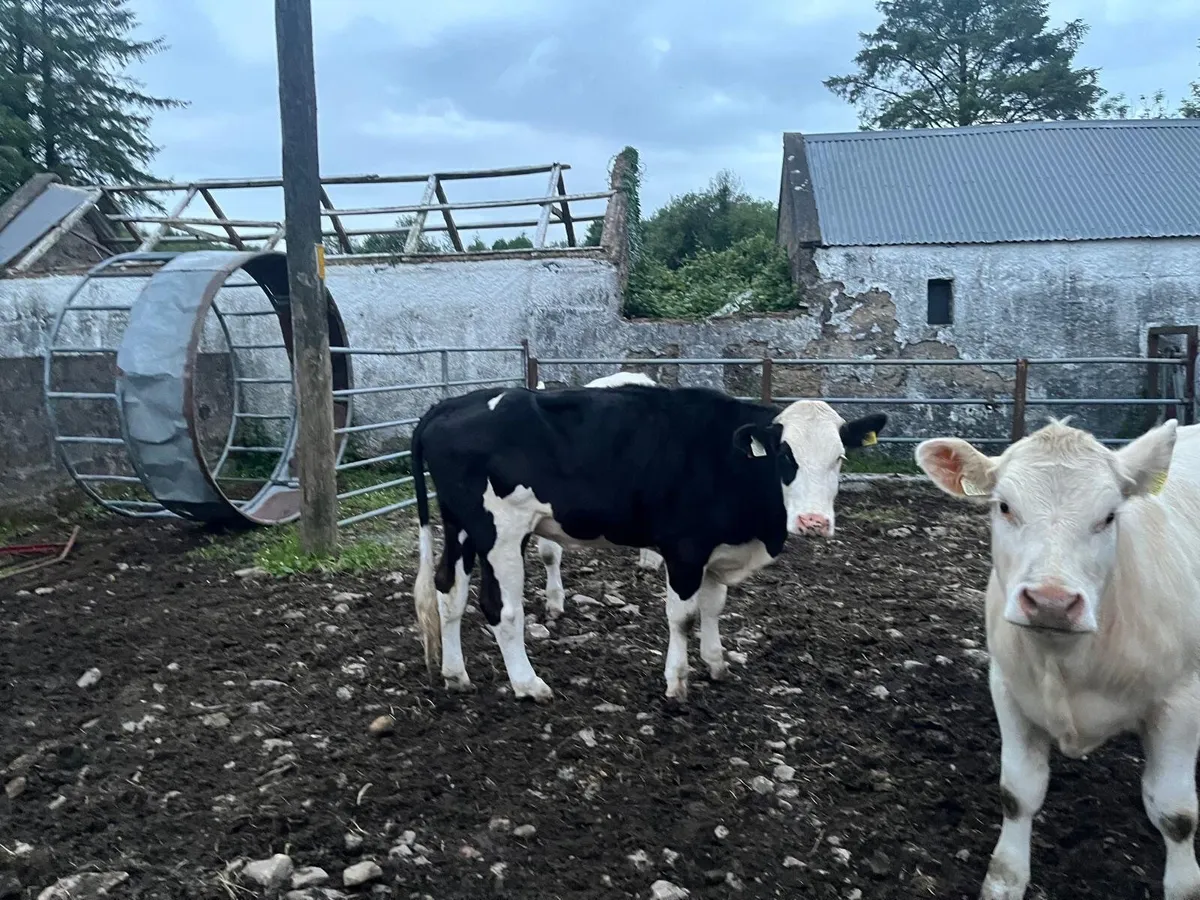 PB Reg Charolais heifers - Image 3