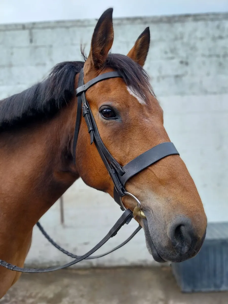 Superb all rounder by Clover Brigade - Image 1