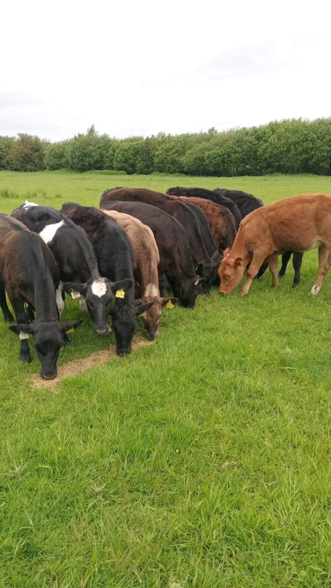 12 heifer weanlings - Image 1