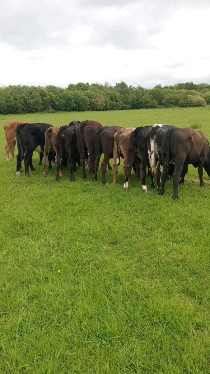 12 heifer weanlings - Image 3
