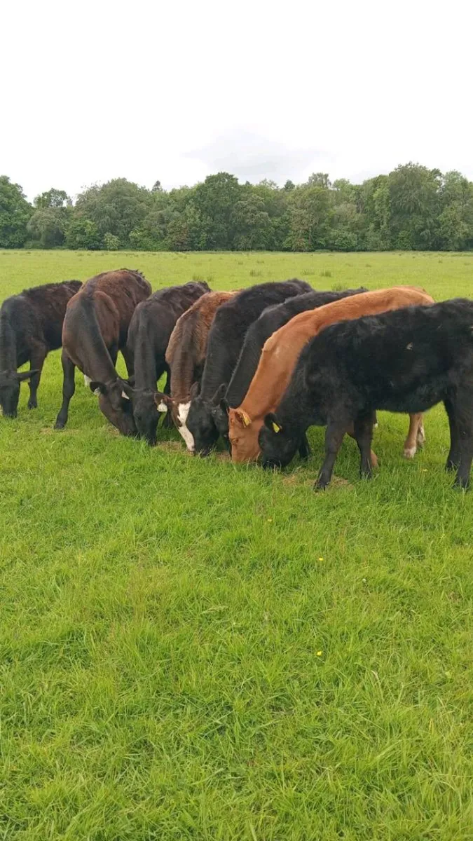 12 heifer weanlings - Image 4