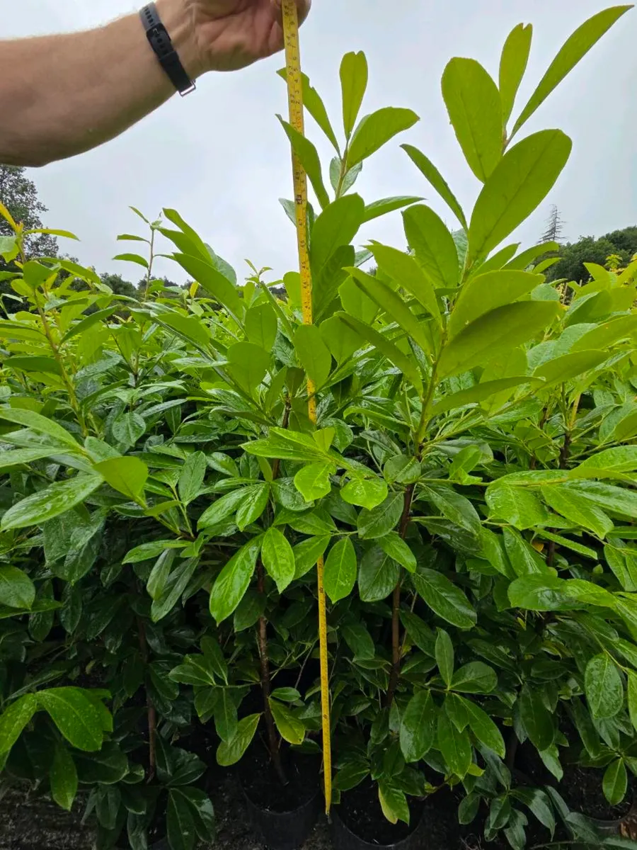 XXL Laurel Hedging. - Image 3