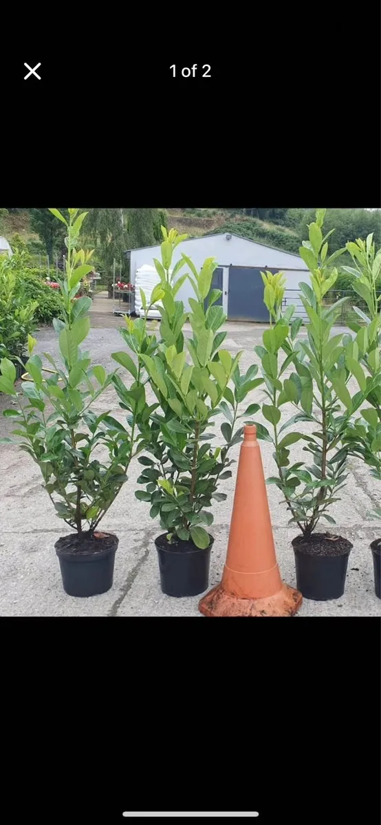 XXL Laurel Hedging. - Image 4