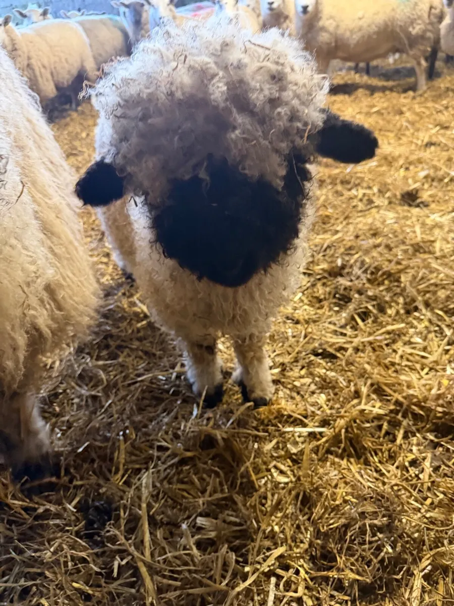 Pure bred valaise black nose ram lamb - Image 1