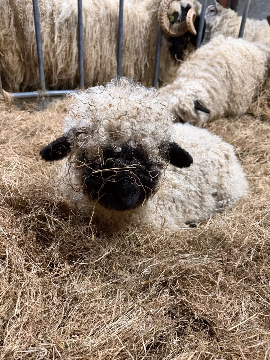 Pure bred valaise black nose ram lamb - Image 2