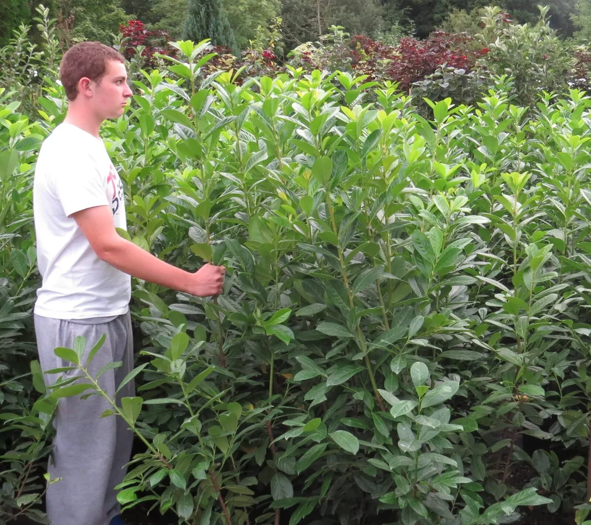 XXL Laurel Hedging. - Image 1