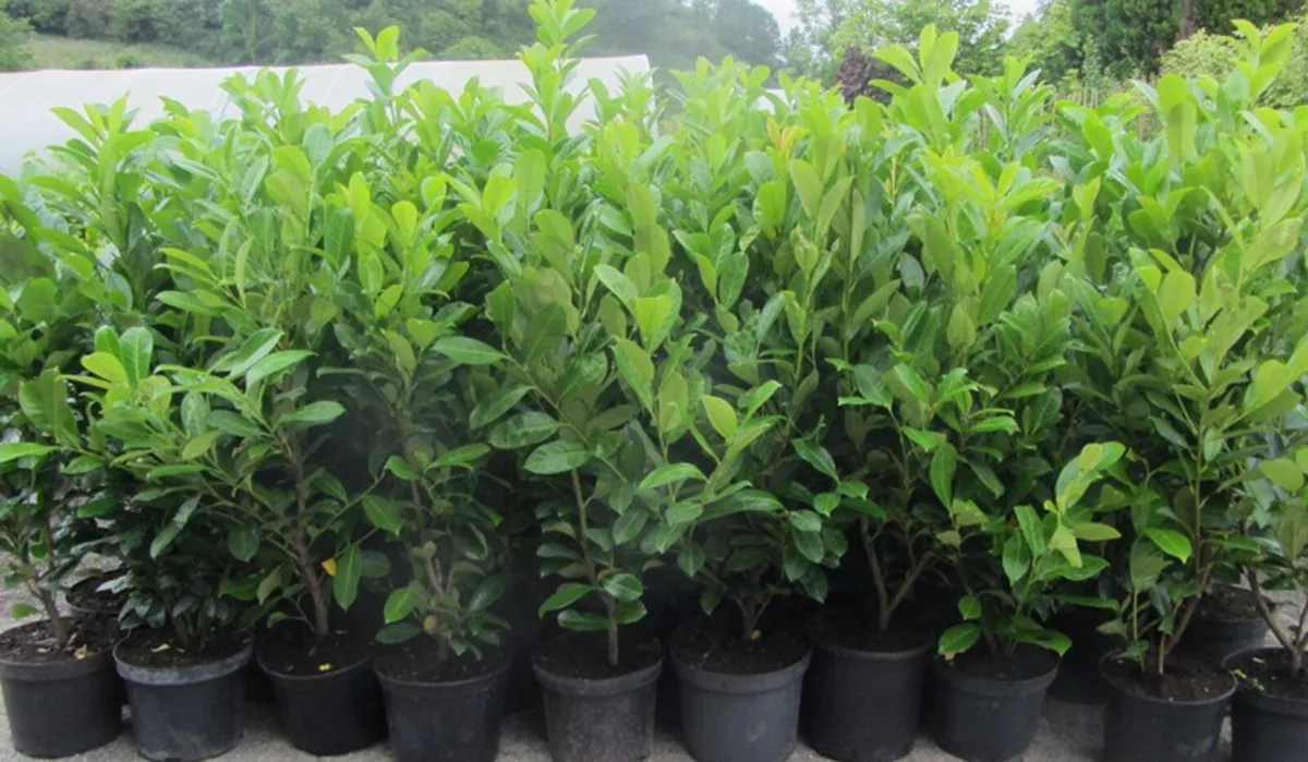 XXL Laurel Hedging. - Image 2