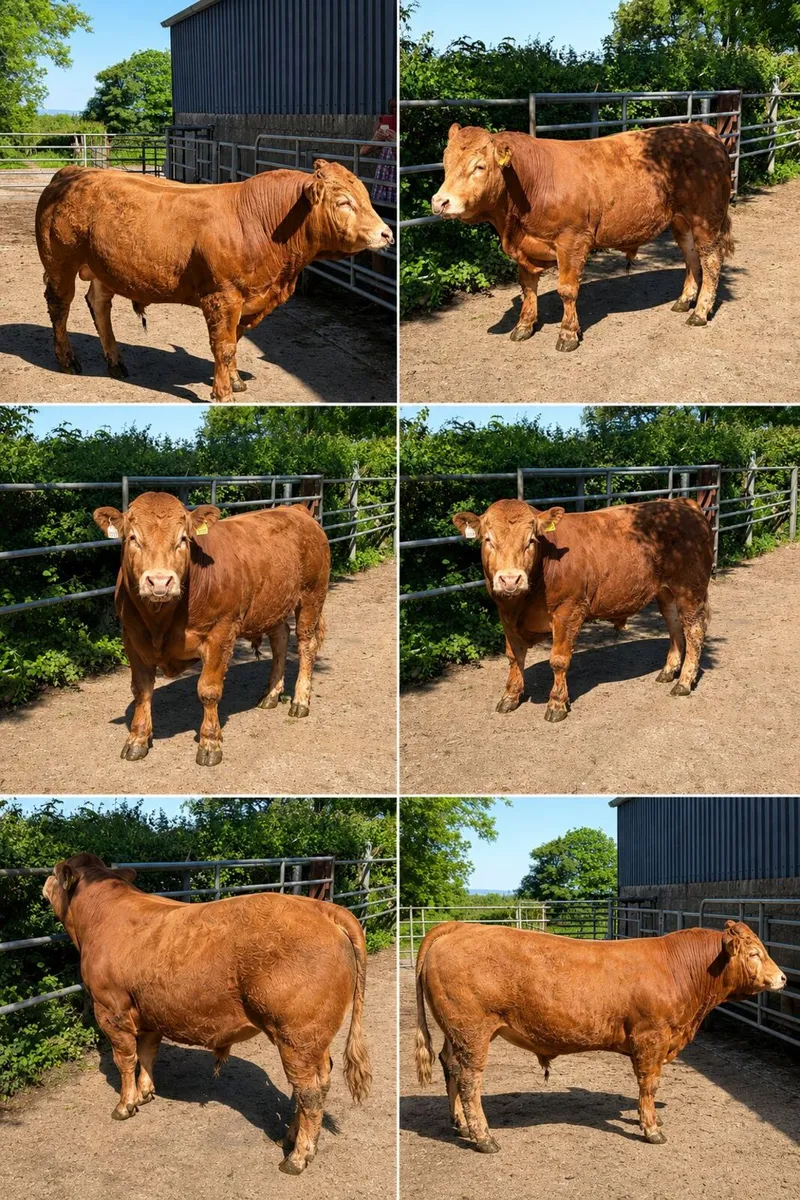 Limousin Bull - Image 1