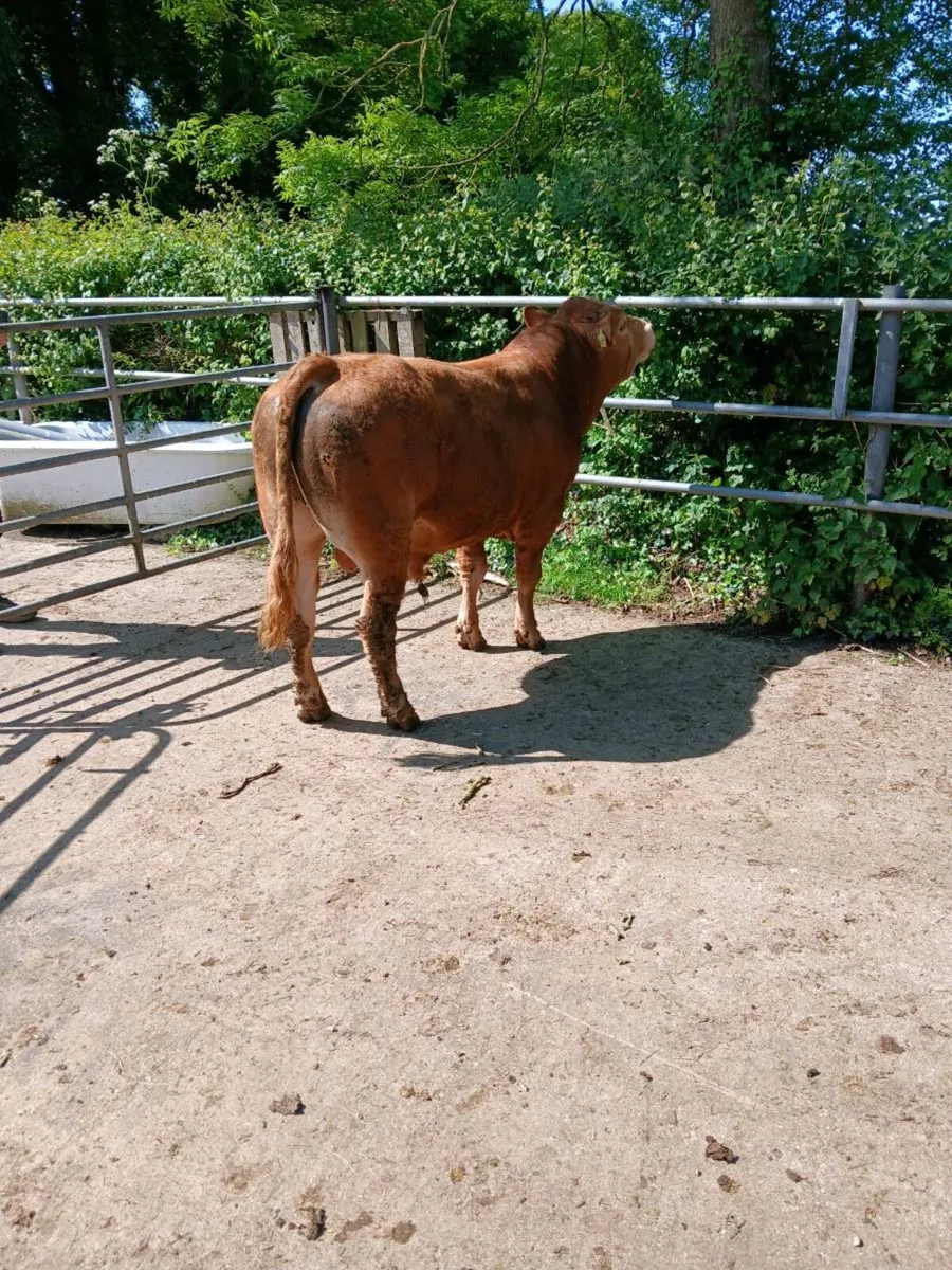 Limousin Bull - Image 2