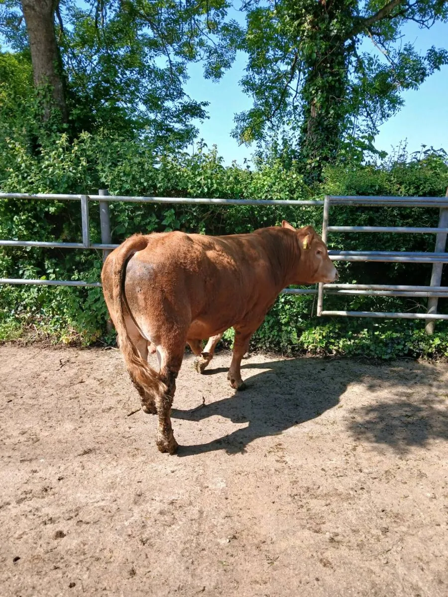 Limousin Bull - Image 3