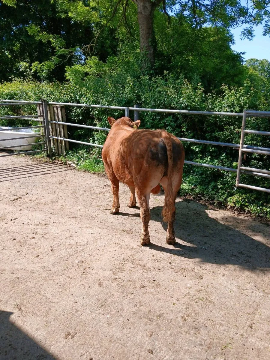 Limousin Bull - Image 4