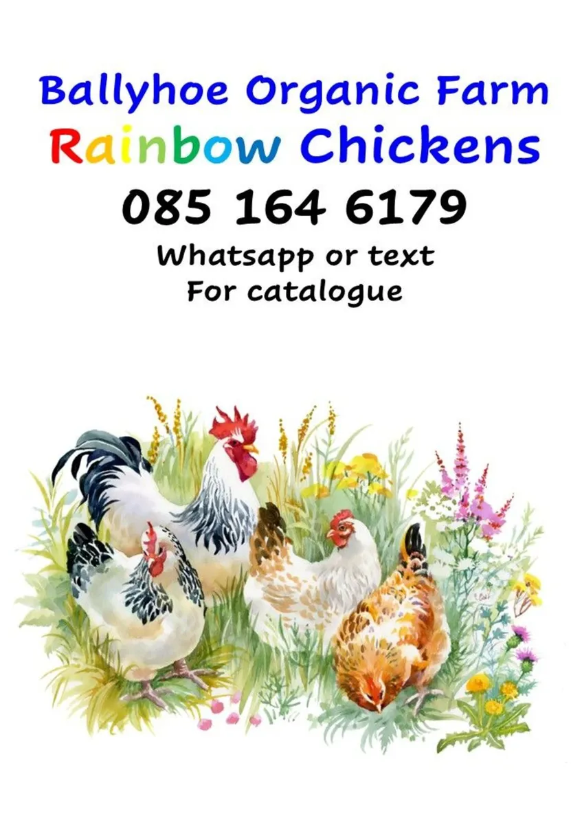 Chickens Point of Lay - Image 1