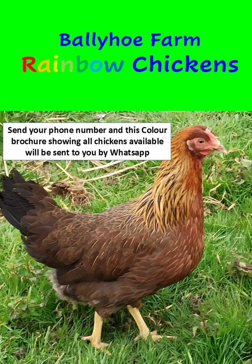 Chickens Point of Lay - Image 2