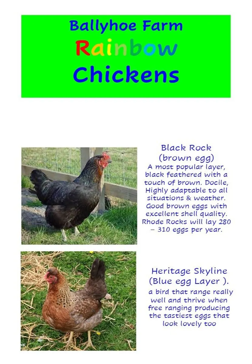 Chickens Point of Lay - Image 3