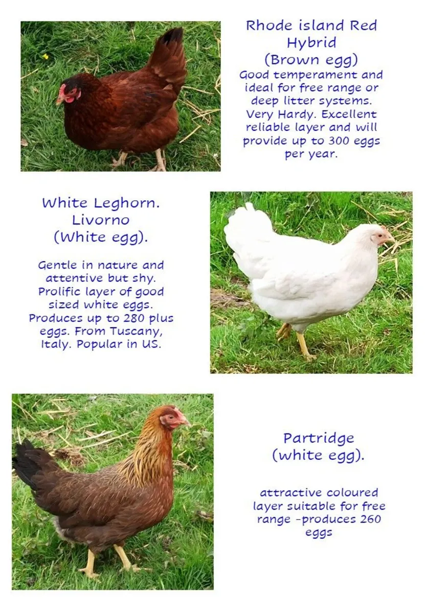 Chickens Point of Lay - Image 4
