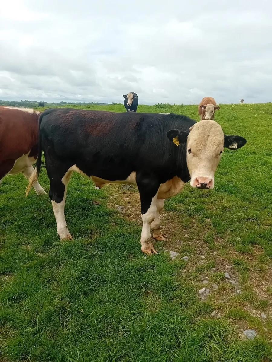 17 yearling bullocks - Image 3