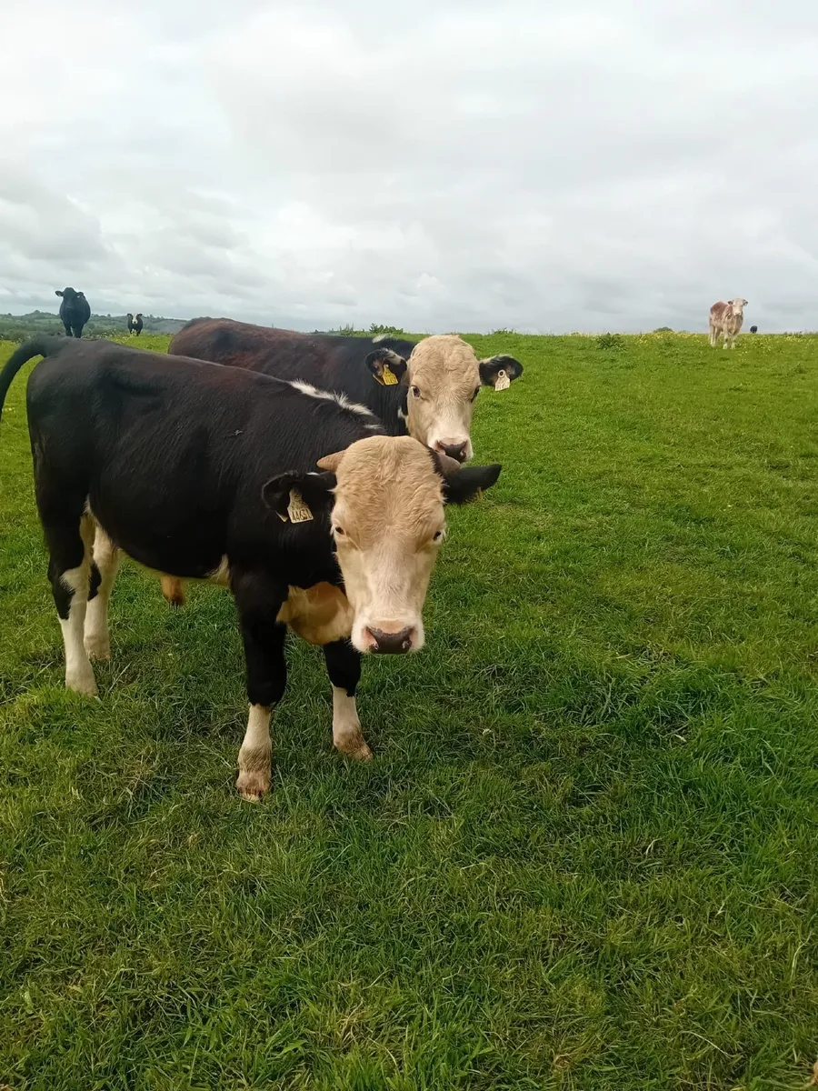 17 yearling bullocks - Image 4