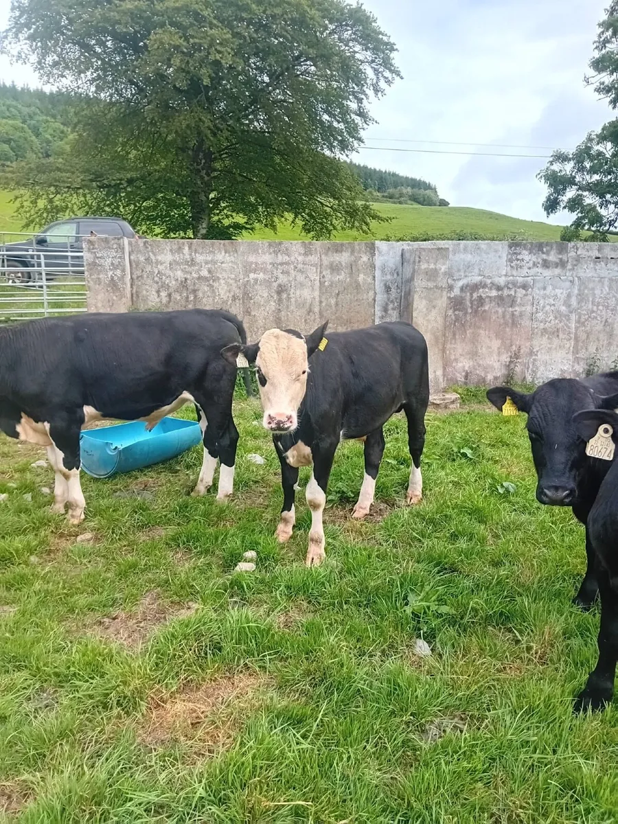 17 yearling bullocks - Image 2