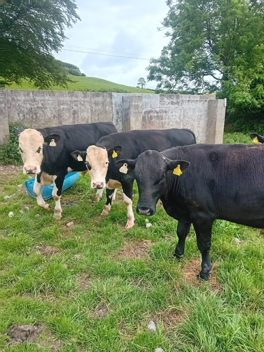 17 yearling bullocks - Image 1