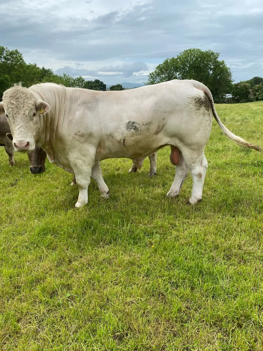 Charolais bull - Image 2