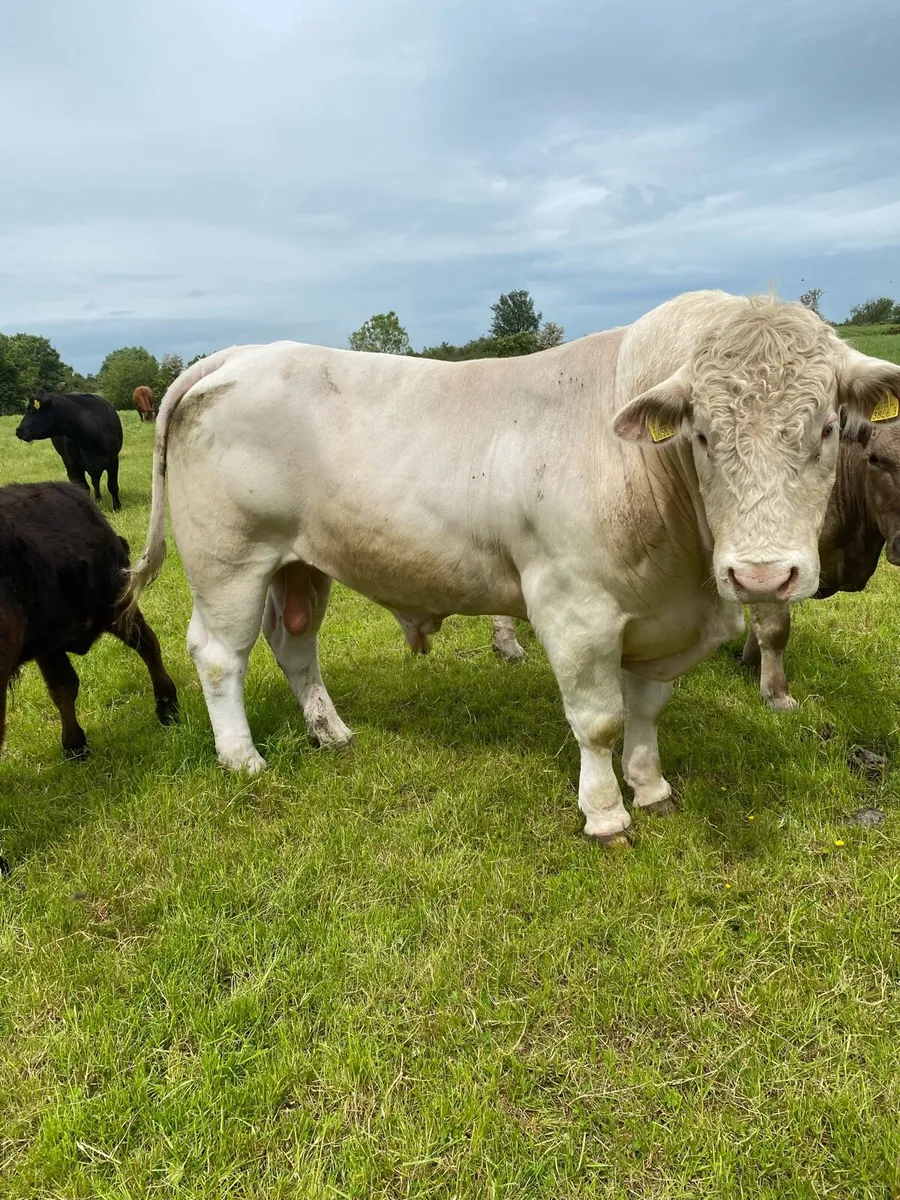 Charolais bull - Image 1